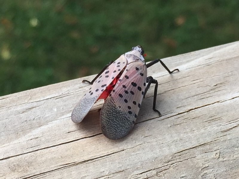 Spotted Lantern fly